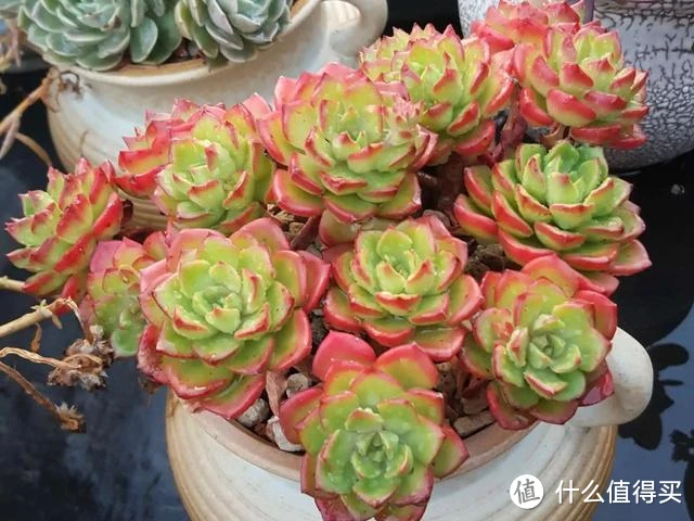 5种多肉“脸皮特厚”，不怕晒不怕雨，也不用担心会“挂掉”