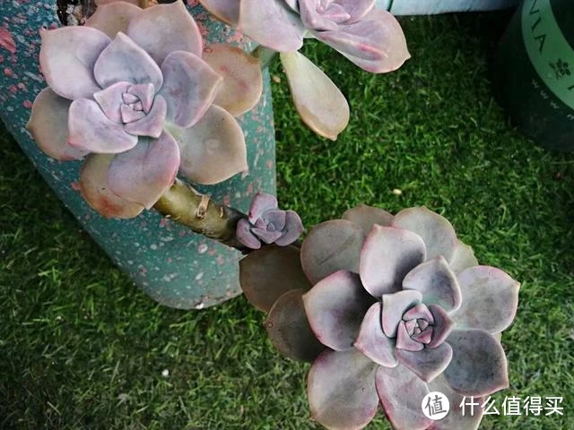 5种多肉“脸皮特厚”，不怕晒不怕雨，也不用担心会“挂掉”