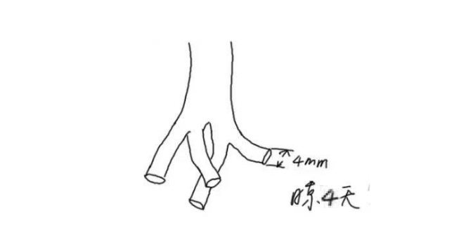 多肉长须根出很多叶子_多肉长出很多须根_多肉长须根出很多芽怎么办