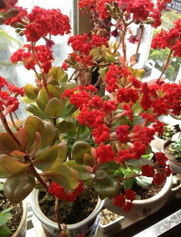 多肉植物的养护方法之——长寿花