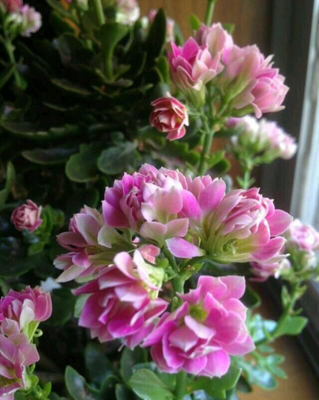 长寿多肉花属于什么植物_长寿花属于多肉吗_长寿多肉品种