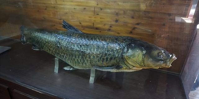 观赏淡水鱼大型品种_大型淡水观赏鱼_淡水中大型观赏鱼