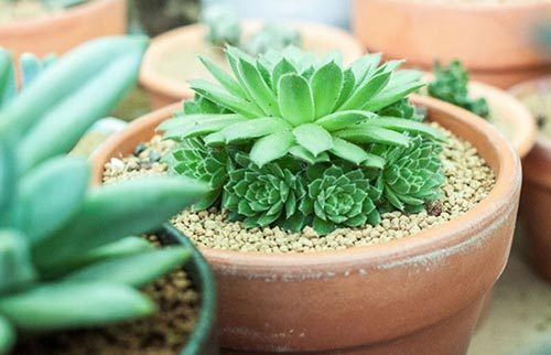 多肉植物种植方法