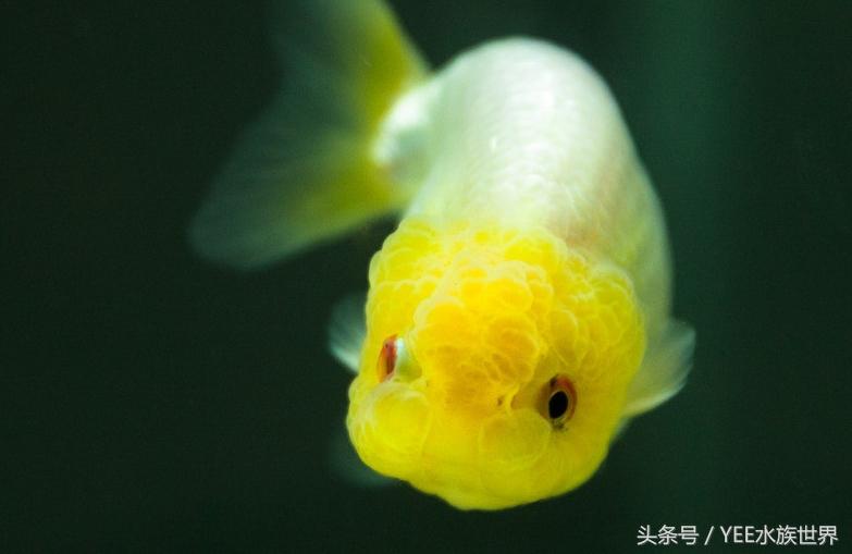 什么观赏鱼不用加热棒_观赏棒加热鱼用多大的鱼_观赏鱼加热棒调节最合适温度