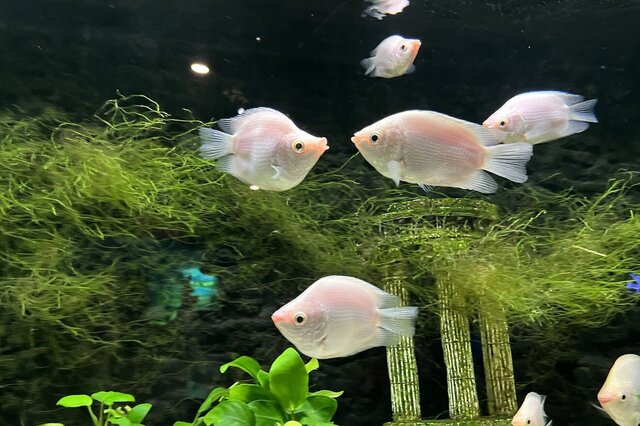 观赏鱼最好看的种类_十大最好看的观赏鱼_最好看的观赏鱼排行榜购买