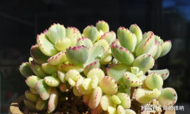 多肉 所罗门_多肉所罗门和红蜻蜓哪个好养_多肉所罗门好养吗