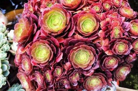 大型多肉法师品种大全_法师多肉植物_大法师多肉