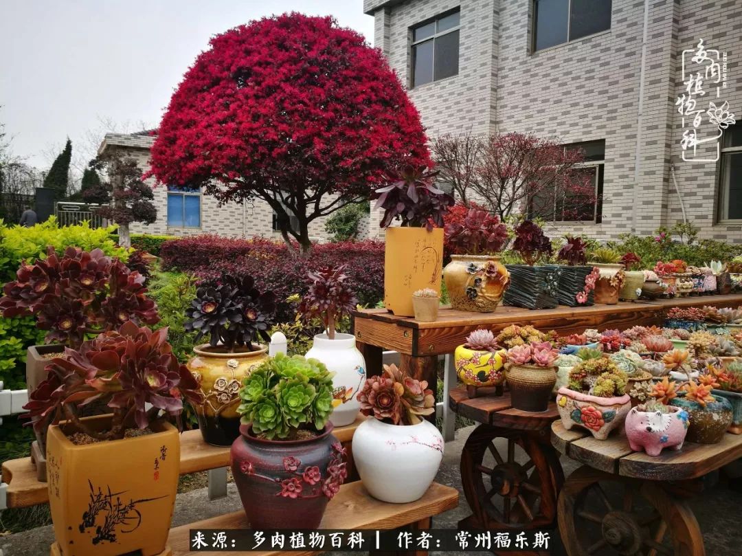 新雪球，非常好度夏好养护的品种，粉白粉白