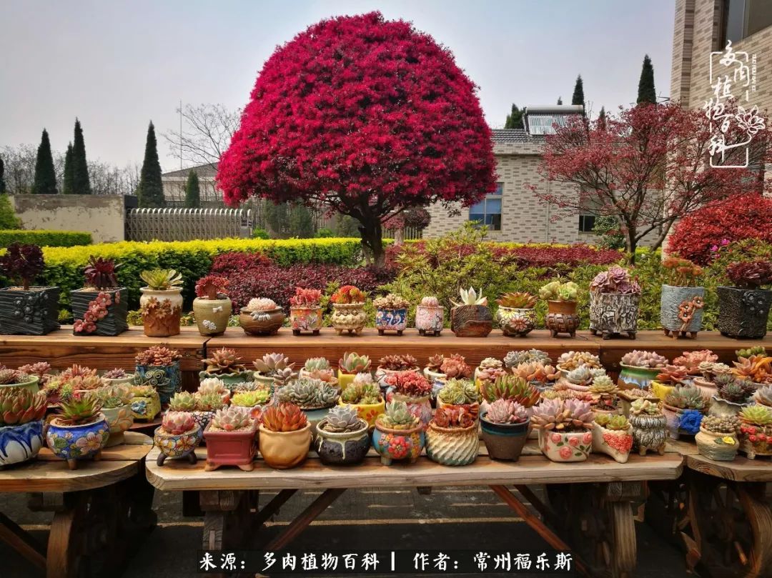 月影多肉植物_多肉白月影好度夏吗_多肉月影系列都有哪些品种