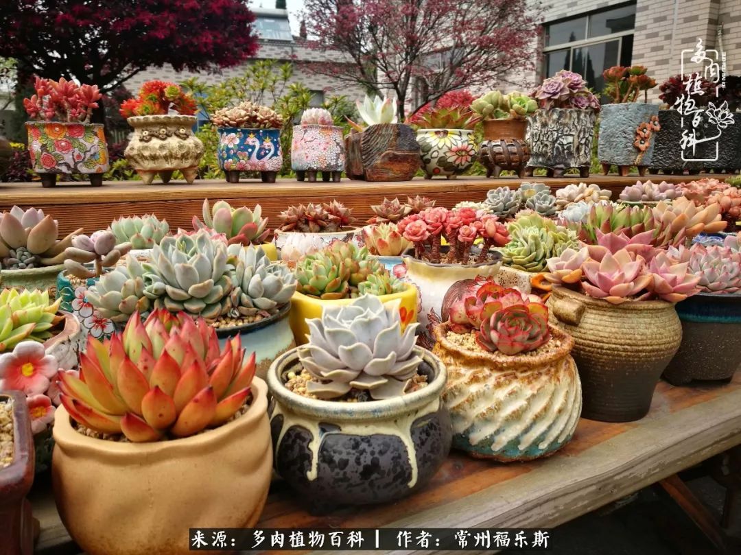 多肉白月影好度夏吗_月影多肉植物_多肉月影系列都有哪些品种