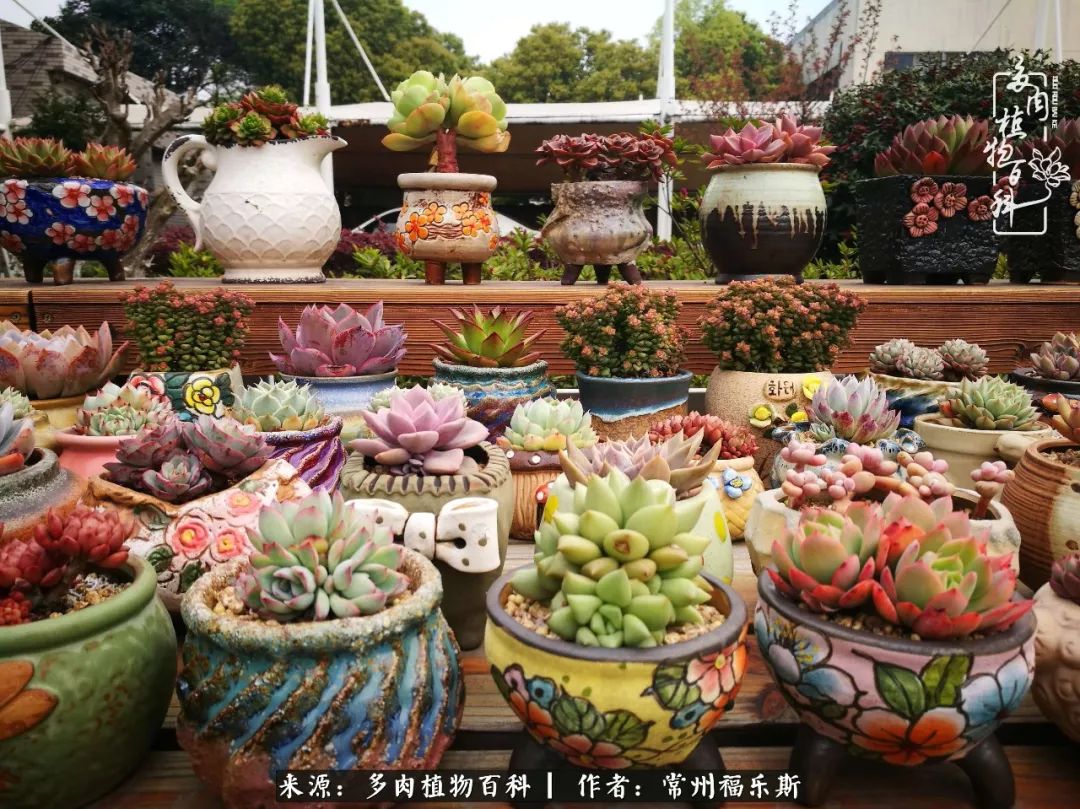 多肉白月影好度夏吗_多肉月影系列都有哪些品种_月影多肉植物