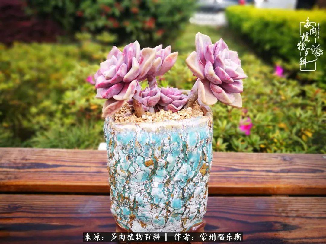 多肉月影系列都有哪些品种_月影多肉植物_多肉白月影好度夏吗