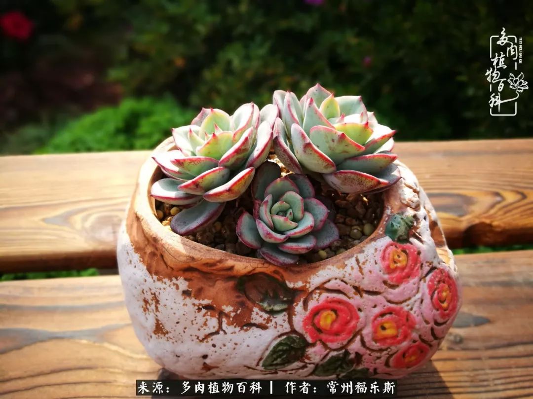 多肉白月影好度夏吗_月影多肉植物_多肉月影系列都有哪些品种