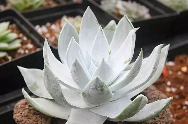 多肉白菊怎么养成群_多肉白菊怎么样养才爆仔_多肉白菊怎么繁殖