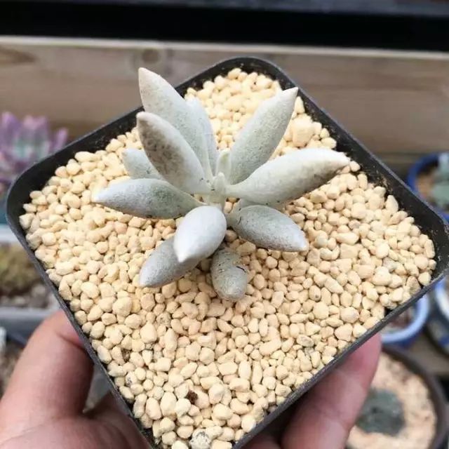 多肉白菊怎么繁殖_多肉白菊怎么养成群_多肉白菊怎么样养才爆仔