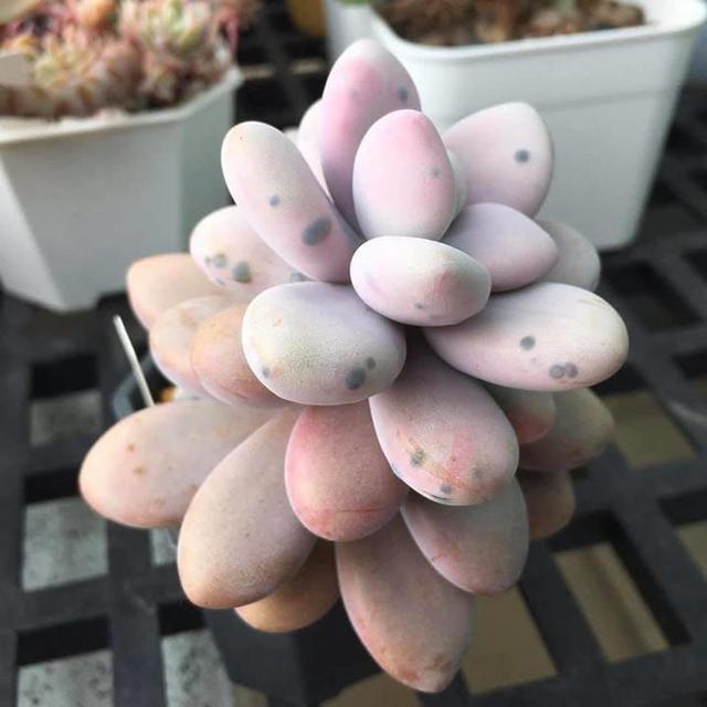 多肉黑斑_多肉黑斑病的治疗方法_多肉长黑斑