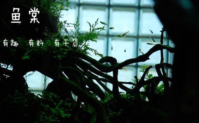 总结：十种最适合于水草缸的小型热带鱼（长