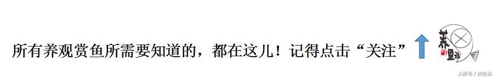 新手养鱼买这3种就对了，好养得很，想养死