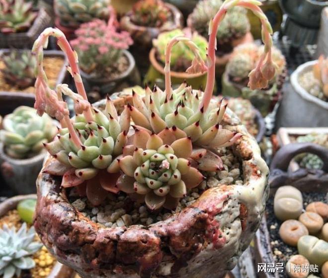 多肉植物长侧芽_多肉长了侧芽怎么办_办多肉长侧芽怎么办