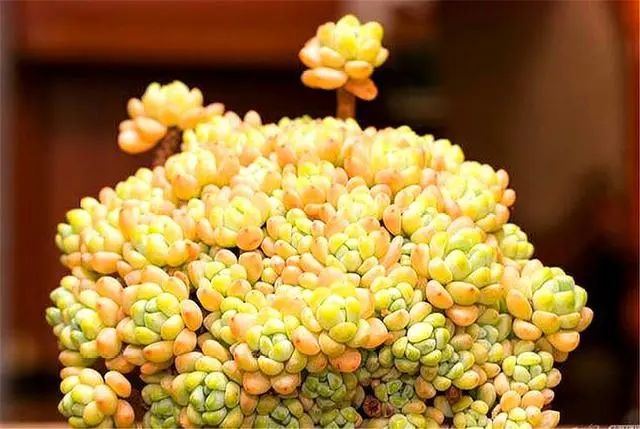 6种又香又美的精品多肉，香气浓郁颜值高，