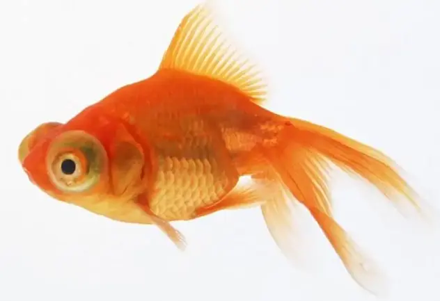 观赏养鱼大型好还是小型_观赏养鱼大型好吗_最好养的大型观赏鱼