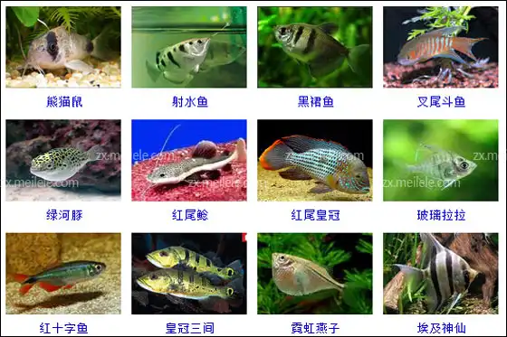 热带鱼的种类有哪些热带鱼品种图片大全