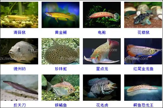 热带观赏种类鱼图片_热带观赏种类鱼有哪些_热带观赏鱼的种类