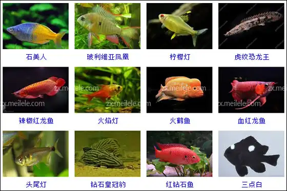 热带观赏种类鱼有哪些_热带观赏种类鱼图片_热带观赏鱼的种类