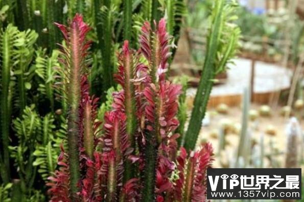 大型莲花座多肉_莲花座大型多肉好养吗_莲花座多肉植物