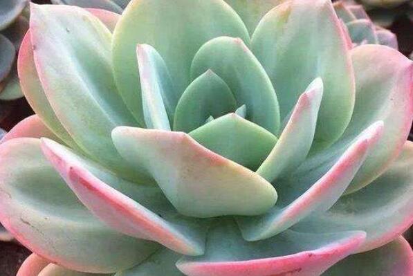 莲花座大型多肉好养吗_莲花座多肉植物_大型莲花座多肉