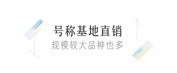 八尺镜多肉_八尺镜多肉_八尺镜多肉