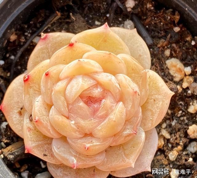 多肉姐妹纯爱和恩宠，好养好看长势旺，前者