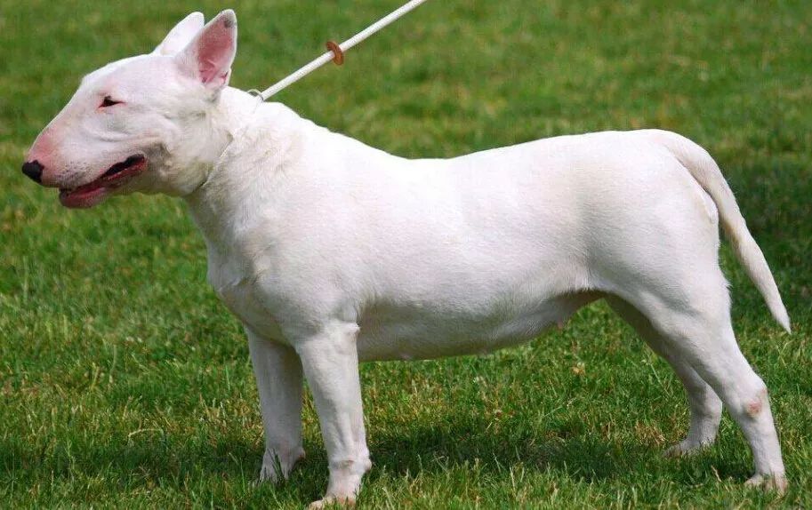 小型犬都有那种_小型犬都有_小型犬有哪些