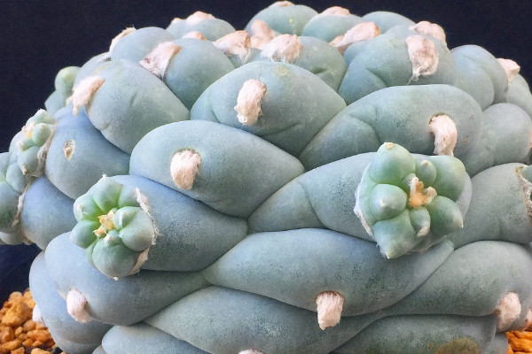 多肉 万象_万象多肉植物_万象多肉价格及图片