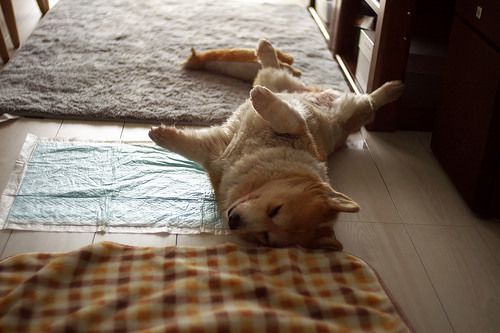 40天幼犬挠痒痒为什么？幼犬一直挠痒痒怎