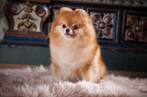 月经期狗狗会怀孕吗_狗有月经的时候怎么办_狗有月经期吗