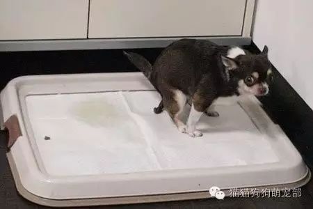 狗在固定位置小便怎么办_小狗固定地方大小便怎么训练_如何让狗狗去固定的地方大小便