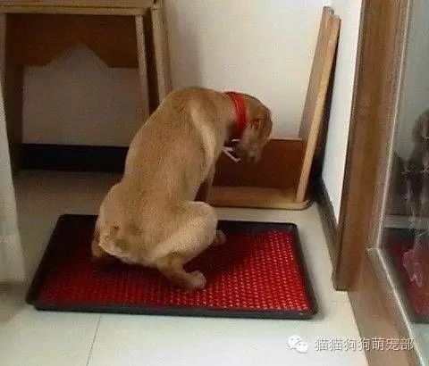 如何让狗狗去固定的地方大小便_小狗固定地方大小便怎么训练_狗在固定位置小便怎么办