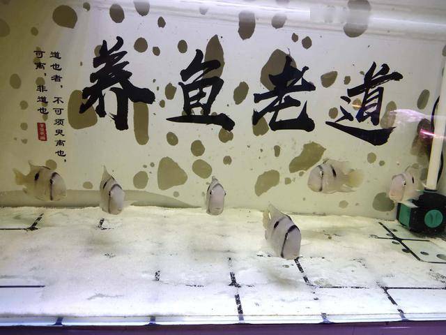 像鲶鱼一样的观赏鱼_鲶鱼长得像的是什么鱼_鲶鱼很像