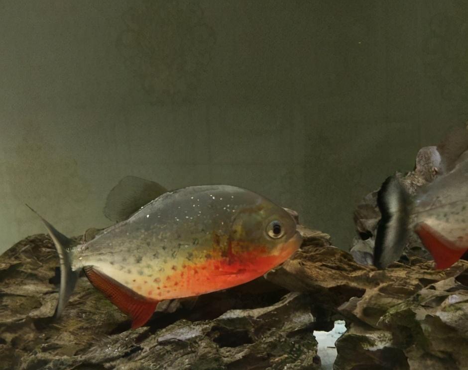 观赏鱼水霉病怎么治_观赏治鱼水霉病用什么药_观赏治鱼水霉病的药物