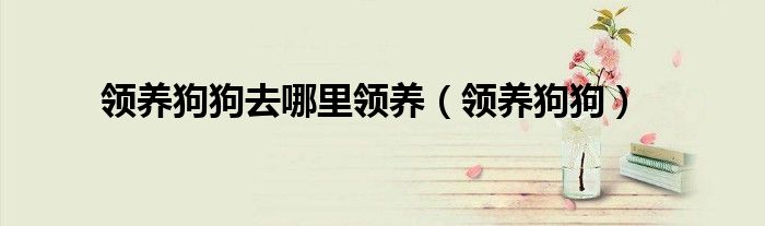 领养狗狗去哪里领养（领养狗狗）