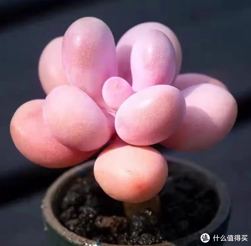 多肉植物大盘点，惹人喜爱的十种多肉植物简
