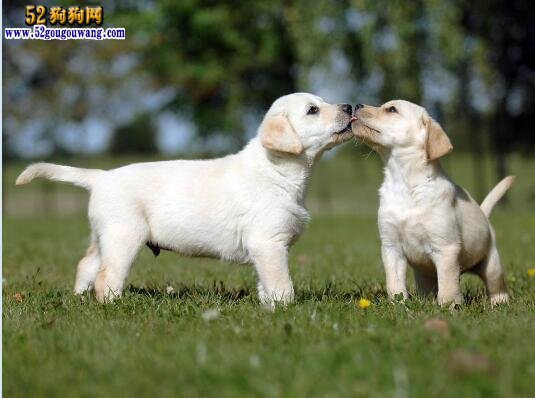 拉布拉多报价、小拉布拉多犬多少钱一只？