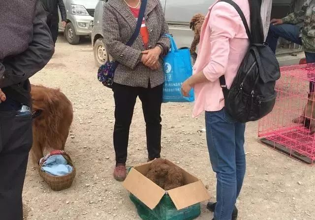 泰迪钱最少几块_泰迪多少钱一只_泰迪多少钱