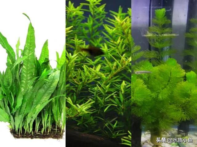 繁殖观赏鱼斑马鱼能长多大_繁殖观赏鱼斑马鱼能吃吗_观赏鱼斑马鱼怎样繁殖