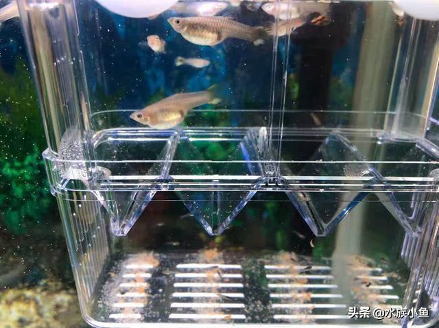 观赏鱼斑马鱼怎样繁殖_繁殖观赏鱼斑马鱼能吃吗_繁殖观赏鱼斑马鱼能长多大