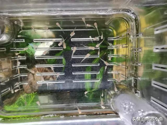 繁殖观赏鱼斑马鱼能吃吗_繁殖观赏鱼斑马鱼能长多大_观赏鱼斑马鱼怎样繁殖