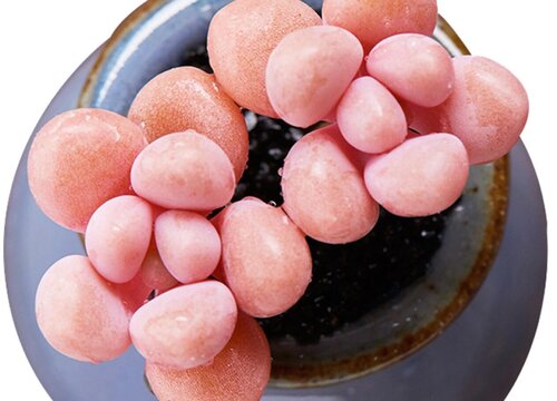 艾伦多肉夏天怎么养护