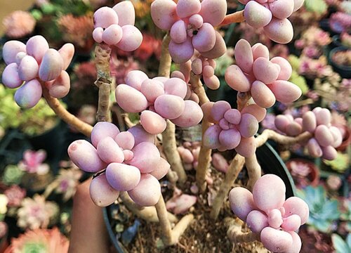 多肉艾丽卡好养吗_艾丽卡多肉好养吗_多肉植物艾丽卡