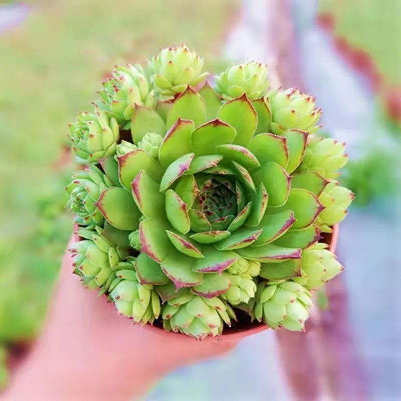 冬天最好养的多肉植物_冬天好养活的多肉_冬天好养的多肉有哪些品种